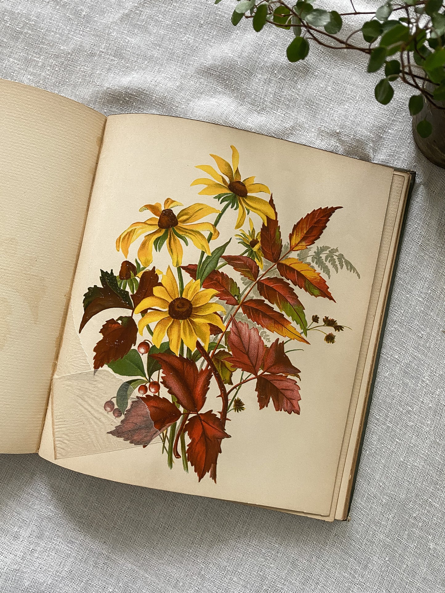 19th Century Garden Book