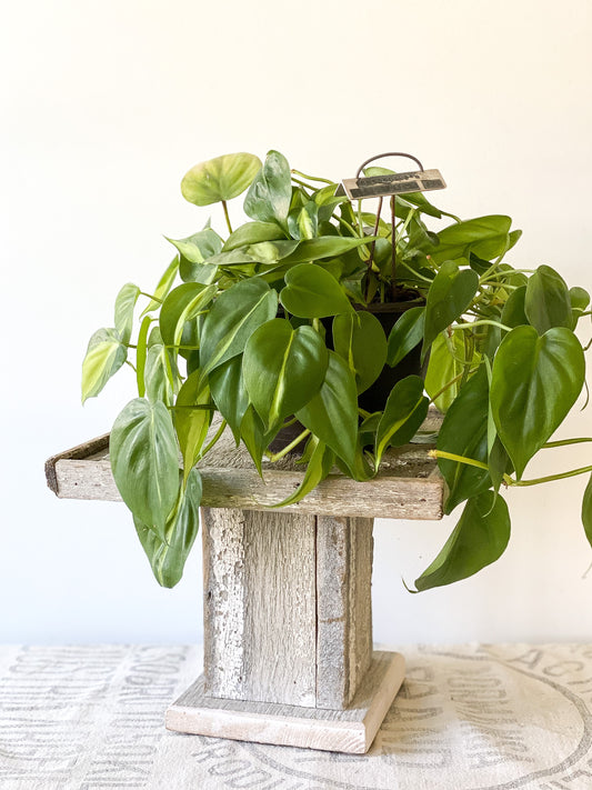 Chippy Salvage Riser