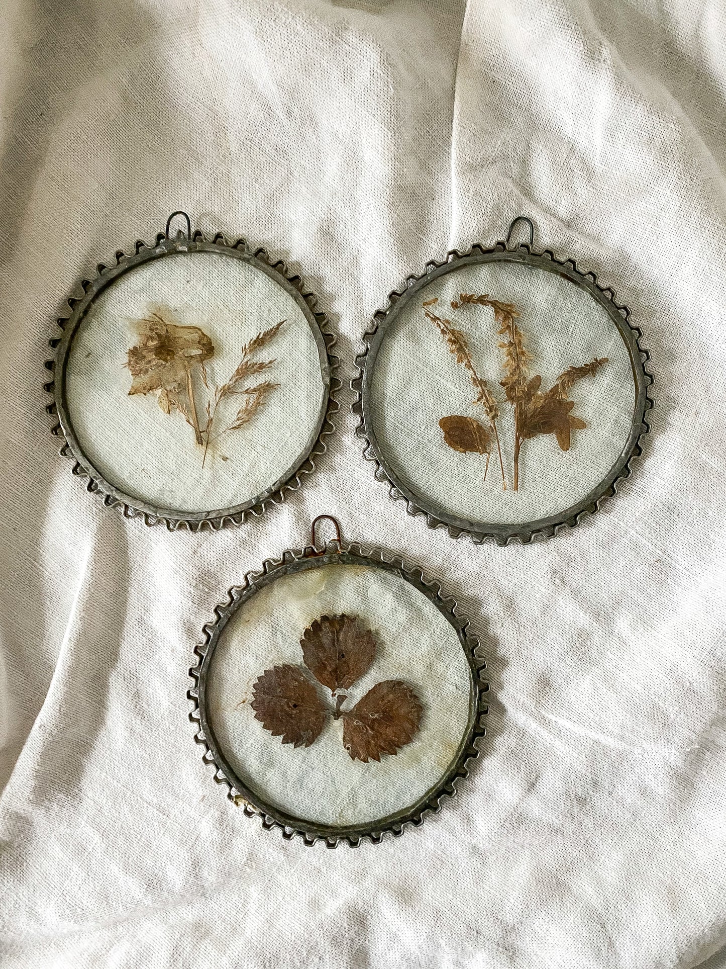 Vintage Pressed Dried Flowers