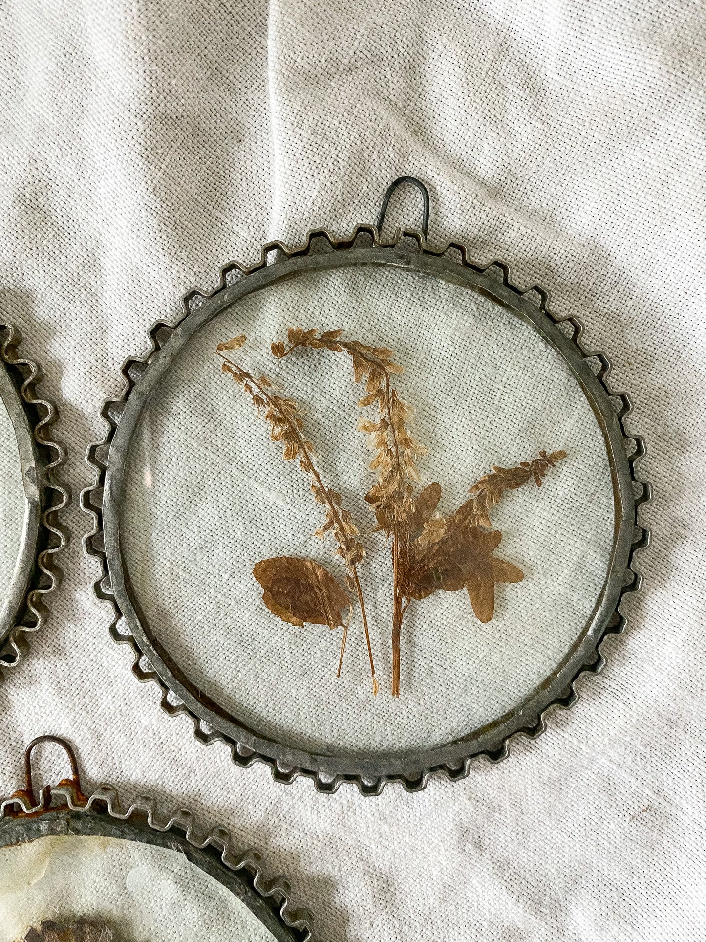 Vintage Pressed Flowers