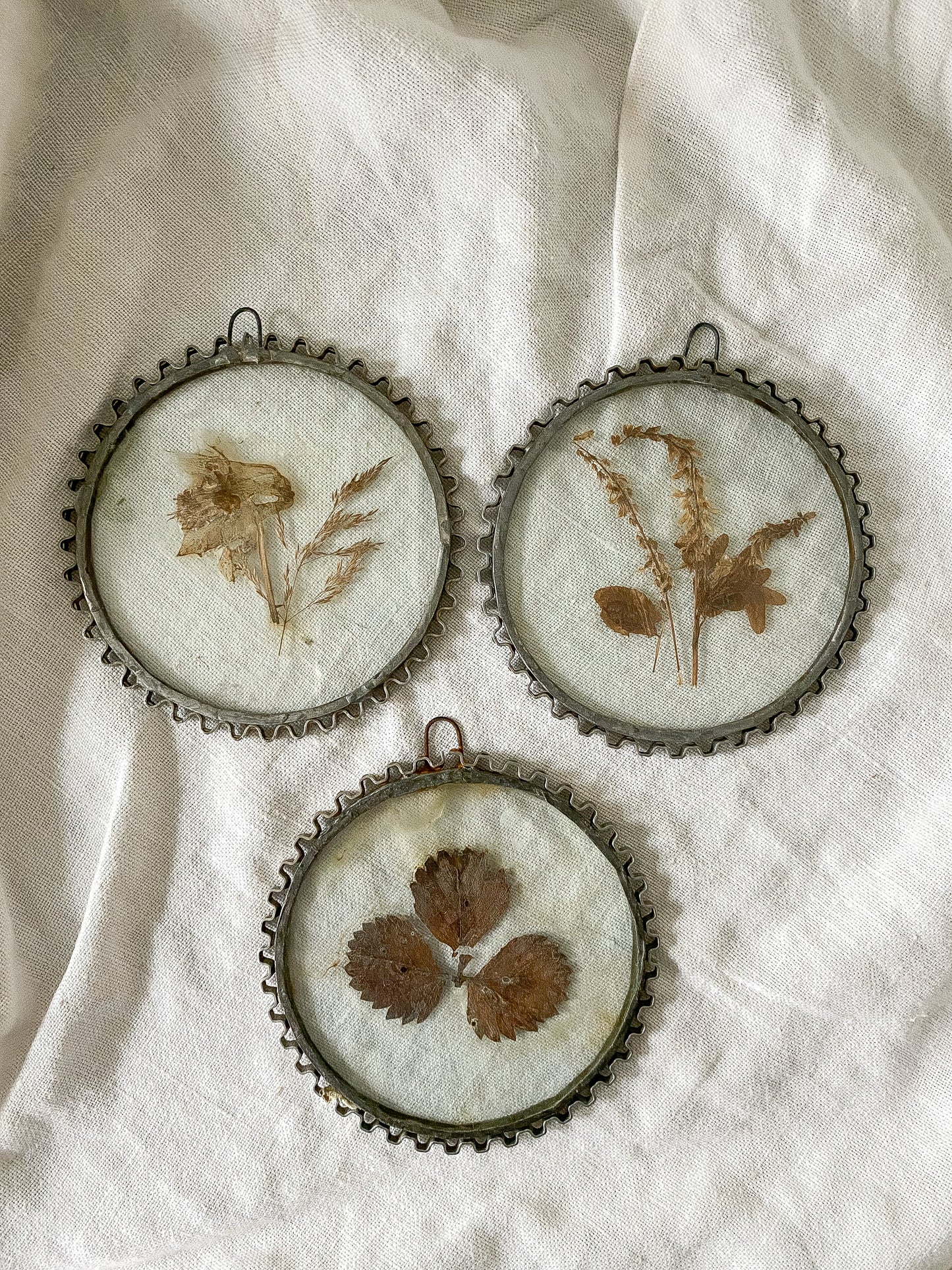 Vintage Pressed Flowers